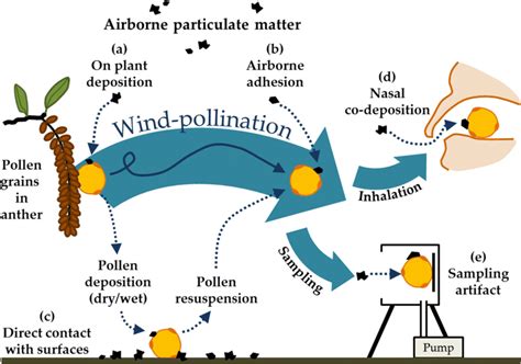 Schematic View Of The Processes That May Induce The Sticking Of