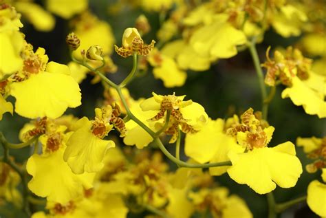 Oncidium Orchids Orchids Plus