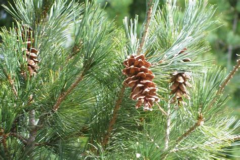 Pinus Strobus Eastern White Pine