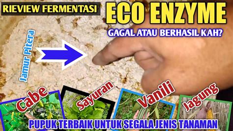 CARA MEMBUAT ECO ENZYME GAGAL ATAU BERHASIL YouTube