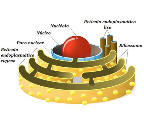 Reticulo Endoplasmatico Rugoso En Que Celula Se Encuentra O Vegetal - My Bios