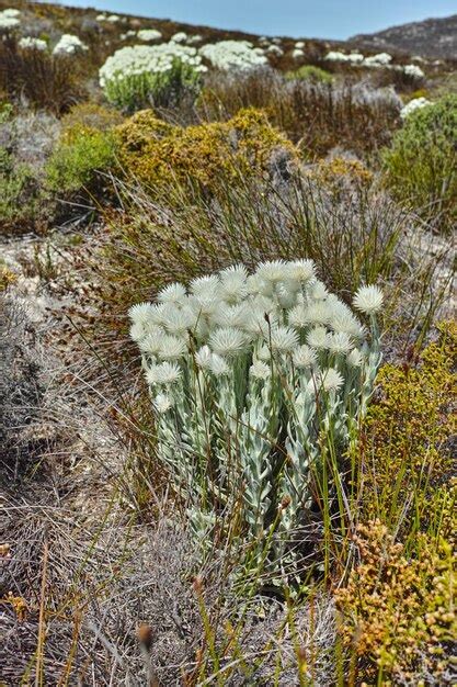 Premium Photo Beautiful Colorful And Pretty Flowers And Dry Plants On