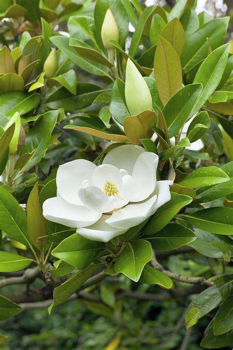 Southern Magnolia Magnolia Grandiflora By Dr Jeremy Burgessscience