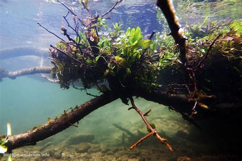 What is a biotope aquarium? – Biotope Aquarium