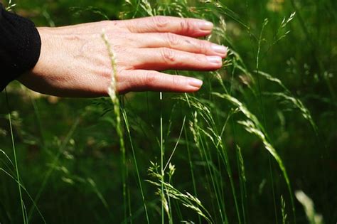 Premium Photo Cropped Hand Touching Plants