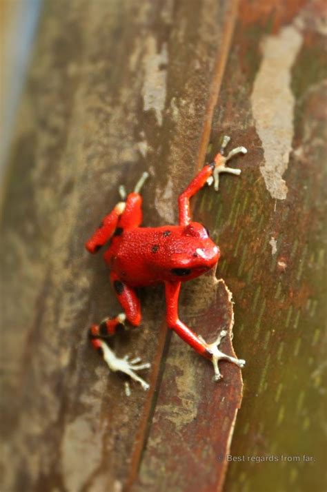 Red poison dart frog – 3 | Best regards from far,