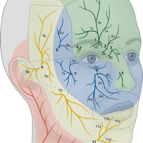 A Cadaveric Dissection Of The Right Supraorbital Nerve Arrow