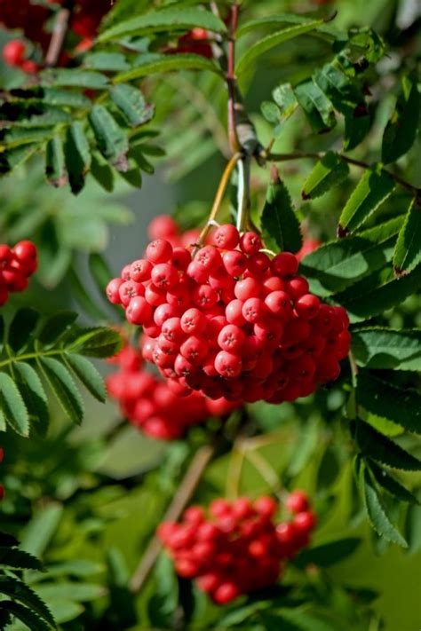 Free Images Tree Fruit Berry Leaf Flower Food Produce