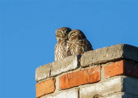 Pequena coruja Athene noctua Uma família de pássaros senta se em uma