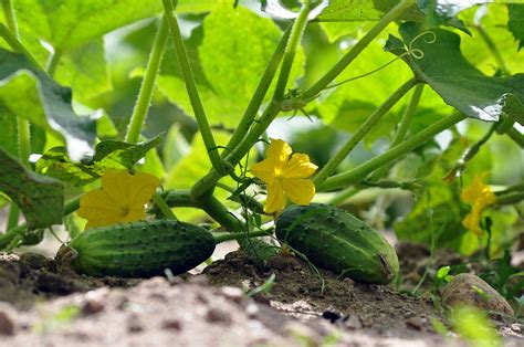 Todo Sobre La Siembra Y Cultivo De Pepinos Consejos Y Mas Agrovet