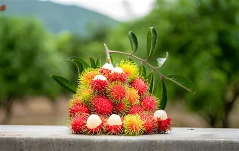 7 Manfaat Rambutan Untuk Ibu Hamil Kaya Nutrisi Dan Baik