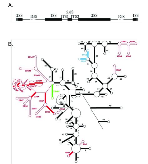 9 Eukaryotic RDNA Gene Clusters And Structure Of The 18S RRNA A