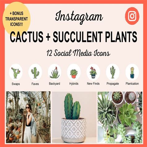 Instagram Cactus + Succulent Plants (12 Social Media Icons) - MasterBundles