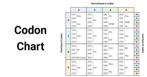 Codon Chart: Table, Amino Acids & RNA Wheel Explained