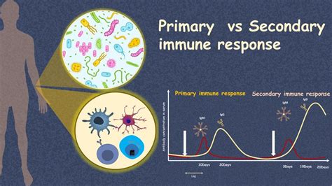 Immune Response Graph