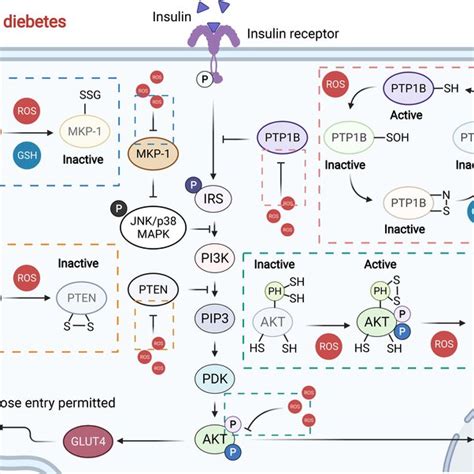 Redox Regulation Of The Insulin Signaling Pathway Normally Moderate