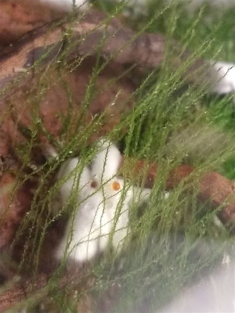 Foamy fungus in moss terrarium : r/mycology