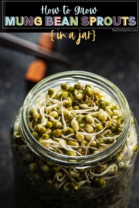 How To Grow Mung Bean Sprouts In A Jar The Fork Bite