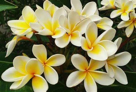 What is Frangipani? Facts About the Perfume Ingredient