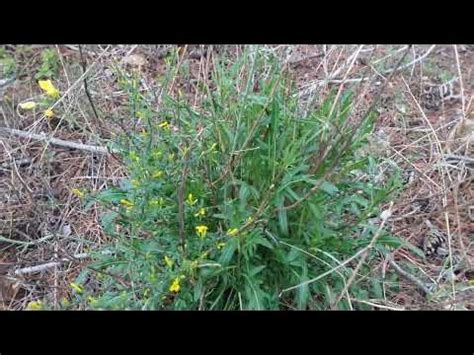Руккола дикая (двурядник тонколистный Diplotaxis tenuifolia) - YouTube