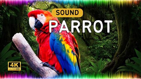 Parrot Sound Effect Youtube