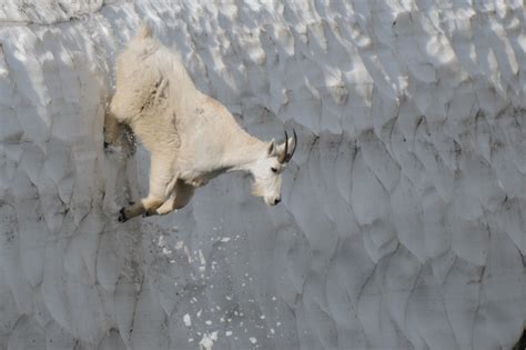 Mountain Goats – Glacier National Park | Jeff Wendorff