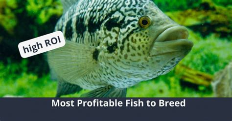 Top Most Profitable Fish To Breed Species For Aquaculture Success Ism