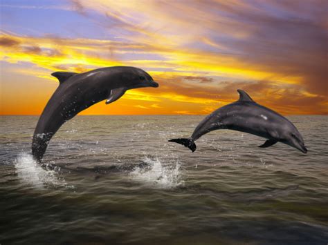 Wallpaper Dolphin Sunset - WallpaperSafari