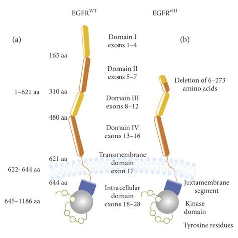 Schematic Structure Of Egfrwt A And Egfrviii B Both Receptors Are