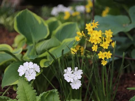 12 Best Companion Plants For Hostas Longfield Gardens Shade