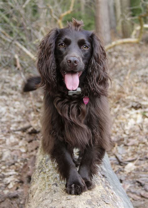 Sprocker Short Hair English Cocker Spaniel