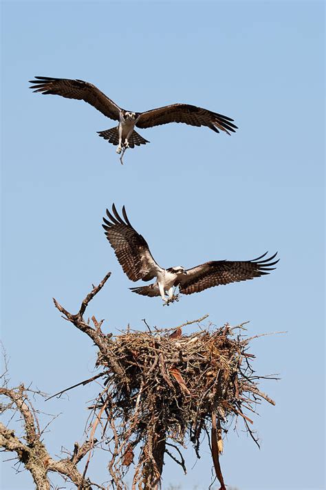 Osprey Nest Building 3 Photograph by David Beebe - Pixels