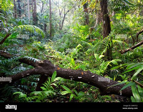 Palms and lush vegetation in tropical monsoon forest, Fogg Dam ...