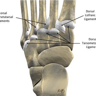 Tenosynovitis of the FHL tendon at the master knot of Henry. Sagittal ...