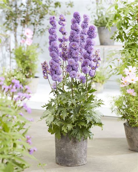 Delphinium Elatum Highlander Purple Surprise Bare Roots Buy Lilac