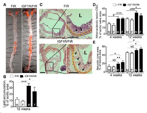 Sm22α Smooth Muscle Protein 22α Creki Mediated Igf1r Insulin Like