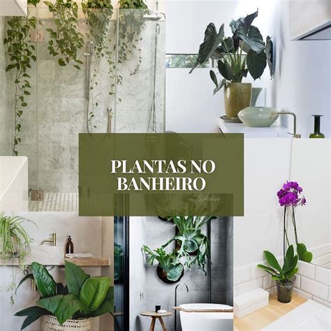 Como Escolher Plantas Para Banheiro 21 Ideias