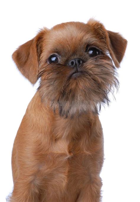 Smooth Haired Brussels Griffon Puppy Stock Photo Image Of Bruxellois