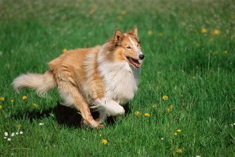 Collie Dog Breed Information & Characteristics