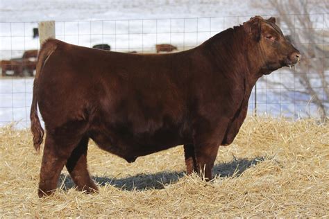 Red Angus Semen For Sale Sb10 3185 Sire Buyer