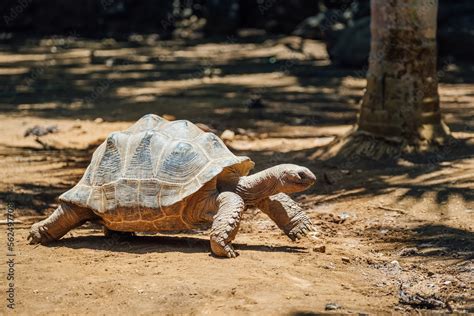 Aldabra giant tortoise endemic species - one of the largest tortoises ...