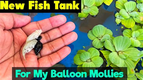 New Fish Tank For Balloon Mollies Fish Tank Setup Outdoor Fish Tank