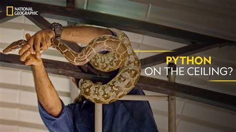 Python On The Ceiling Snakes Sos Goas Wildest National