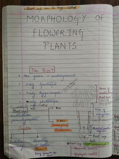 MP Board Class 11th Biology Handwritten Notes English Medium Ch5