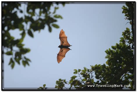 Photo of Flying Fox Fruit Bat Taken in Siem Reap During the Day ...