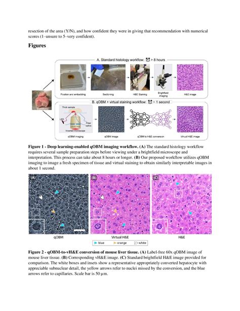 Label And Slide Free Tissue Histology Using D Epi Mode Quantitative