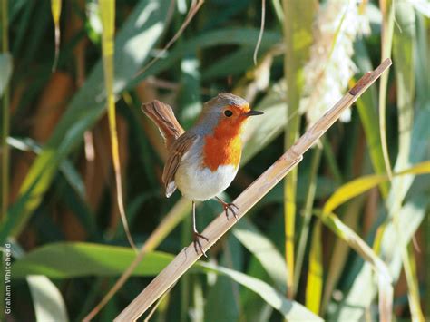 European Robin | KuwaitBirds.org