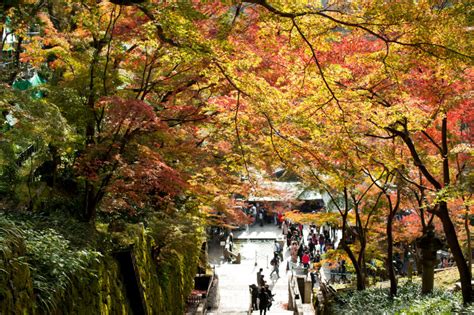 Autumn In Kyoto: Where To Find The Best Foliage (with a map ...