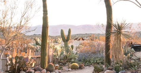 The Joshua Tree House Joshua Tree Tucson Vacation Rentals