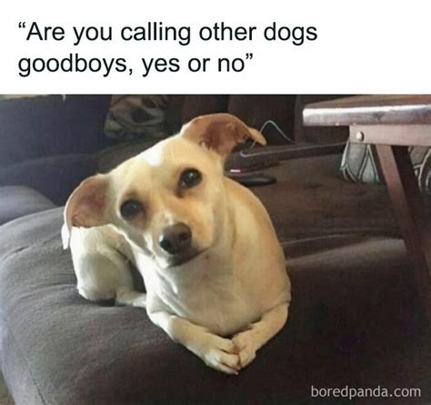 50 Memes That Dog Owners May Find Humorously Relatable | Bored Panda